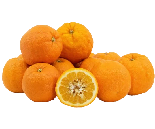 Seville Oranges