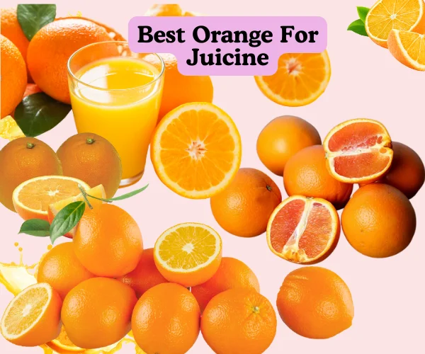 What Oranges Are Best For Juicing